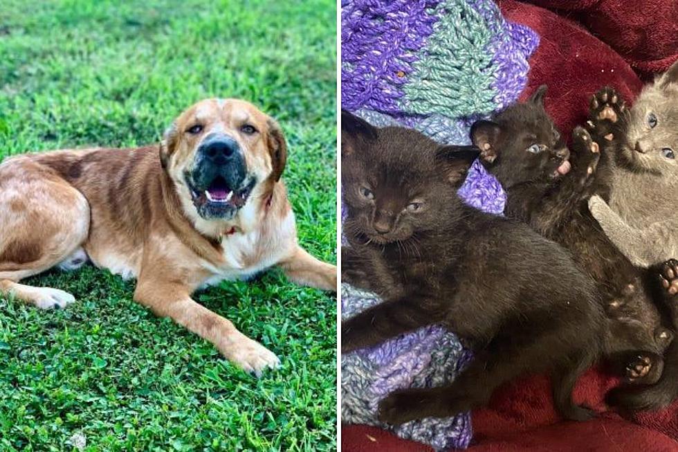 GBF Adoptable Dog & Cat Of The Week: Ross & Foster Kitties