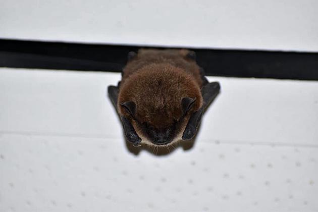Things with the Evansville PD Got a Little Batty Today &#8211; Pun Intended