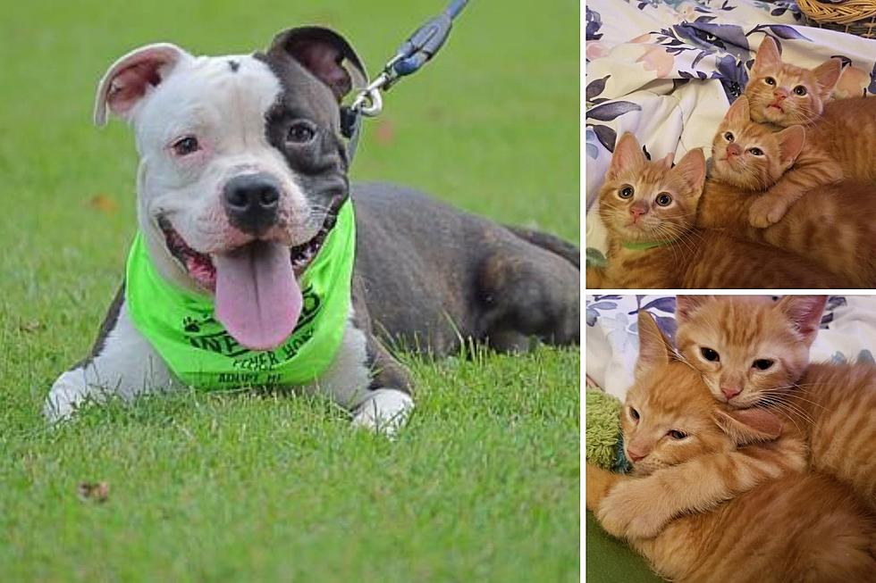 Adoptable Dog & Cat Of The Week: Ace & an Orange Kitten Puddle