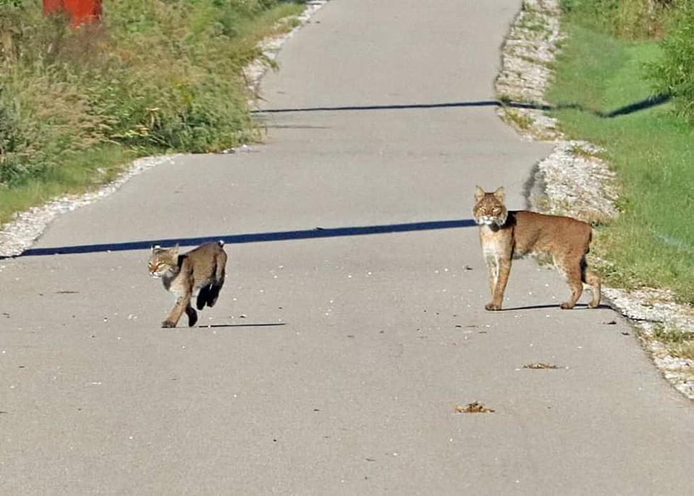 A Pair of Bobcats Were Spotted Near Newburgh Indiana Park