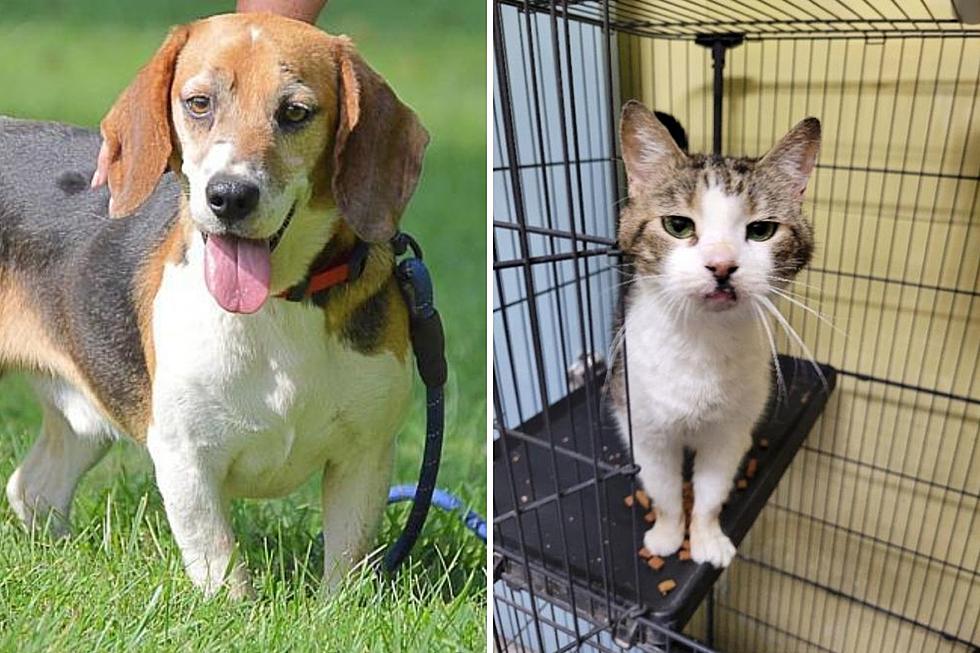 GBF Adoptable Dog & Cat Of The Week: Twix & Lavender