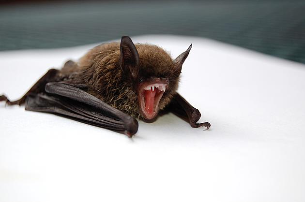 Confirmed: Rabid Bat Found in Vanderburgh County Indiana