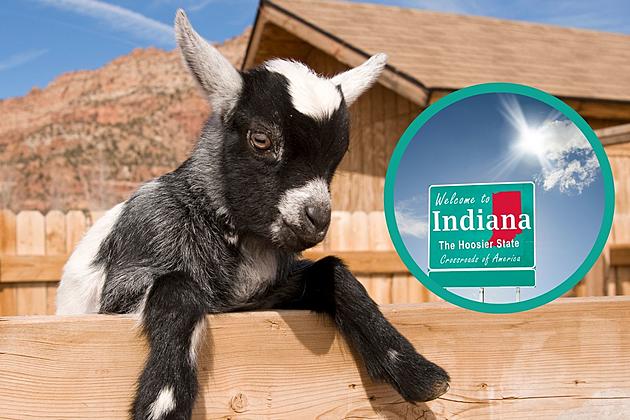 Snuggle Baby Goats at This Southern Indiana Farm