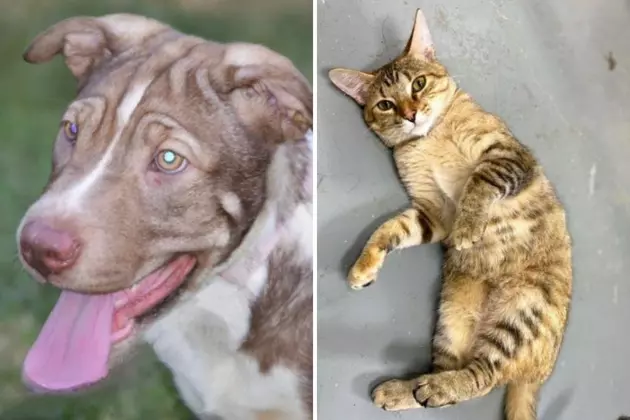 Indiana Adoptable Dog &#038; Cat Of The Week: Ivy &#038; Butters
