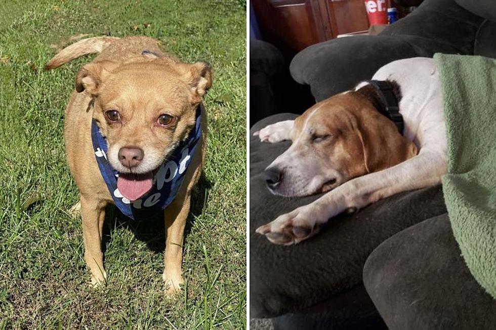 Posey County Dogs Looking for Forever Homes - Meet Bo and Jake