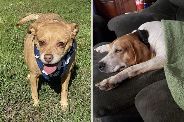 Indiana Dogs Looking for Forever Homes &#8211; Meet Bo and Jake