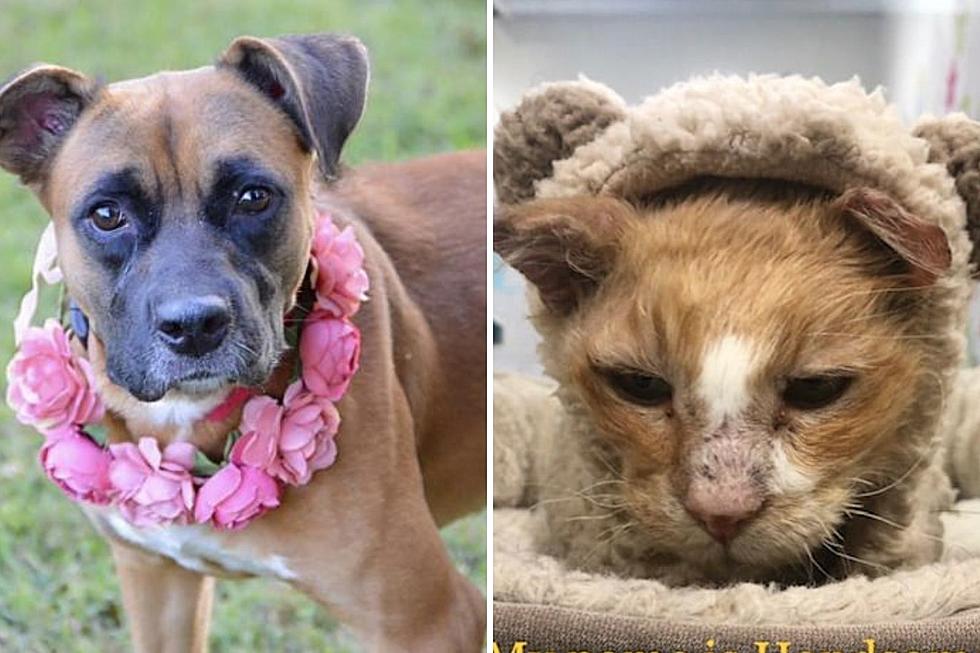 So IN Adoptable Dog & Cat Of The Week: Tori & Handsome