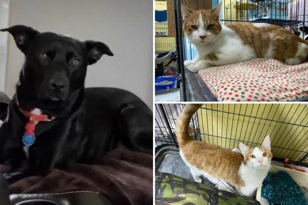 Indiana Adoptable Dog &#038; Cats Of The Week: Jax &#038; Brothers Blake &#038; Buttercup