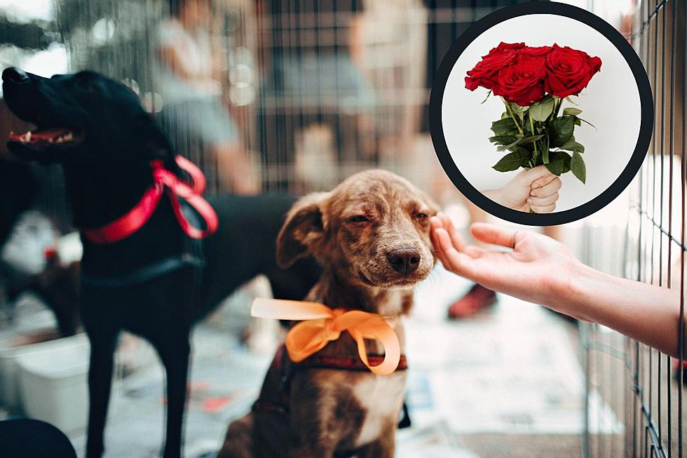 This Valentine's Day Get Flowers that Help Out Evv Rescue Dogs