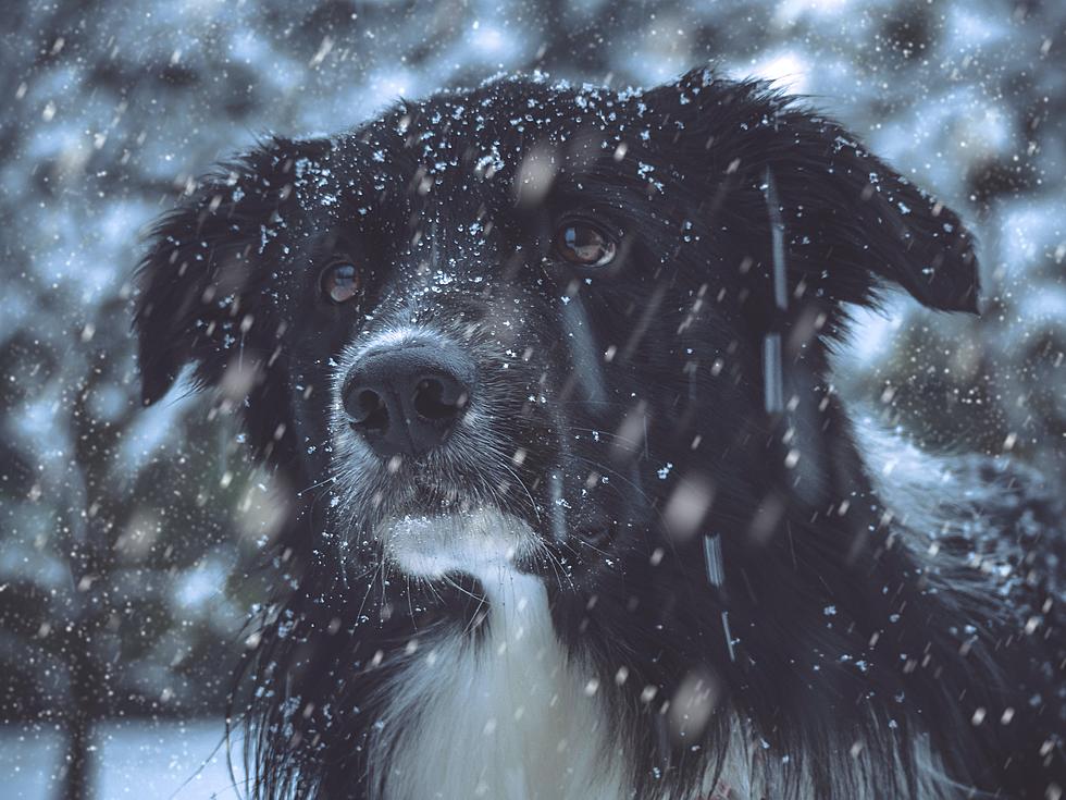 Tips to Protect Pets and Other Domestic Animals During Extreme Cold Temperatures