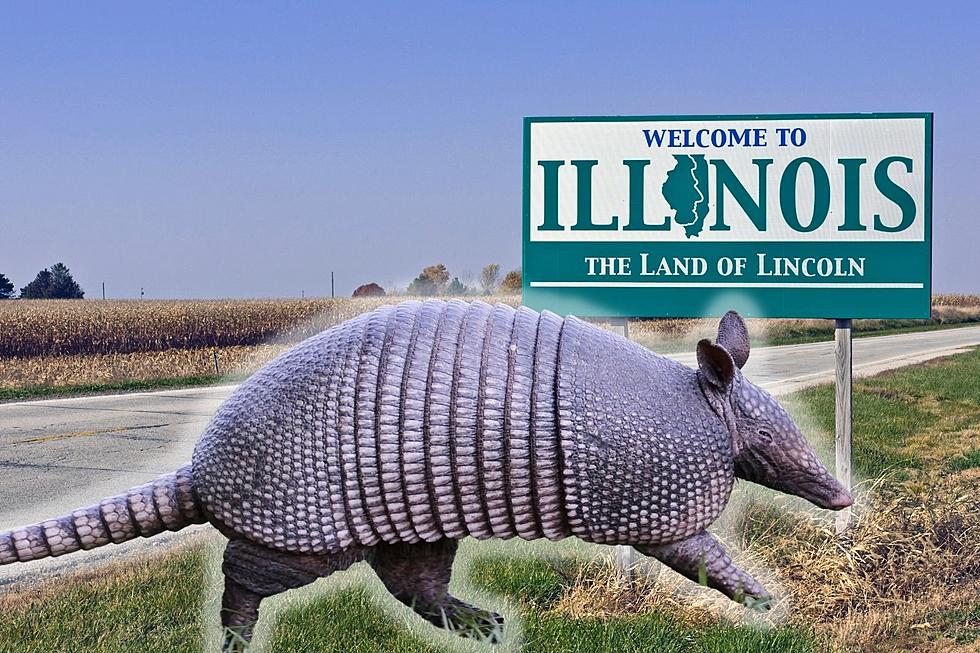 Spot an Armadillo in Illinois? Report It To the Proper Authority