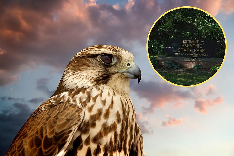 Indiana’s Harmonie State Park Hosting Free Falconry Event