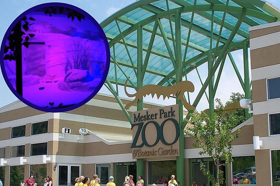 Evansville’s Mesker Park Zoo Brings Back the Creatures of the Night Indoor Nocturnal Exhibit