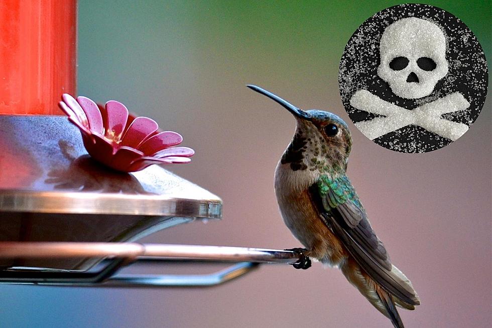 Indiana Hummingbird Fans The Wrong Sugar in Their Feeders Can Be Deadly