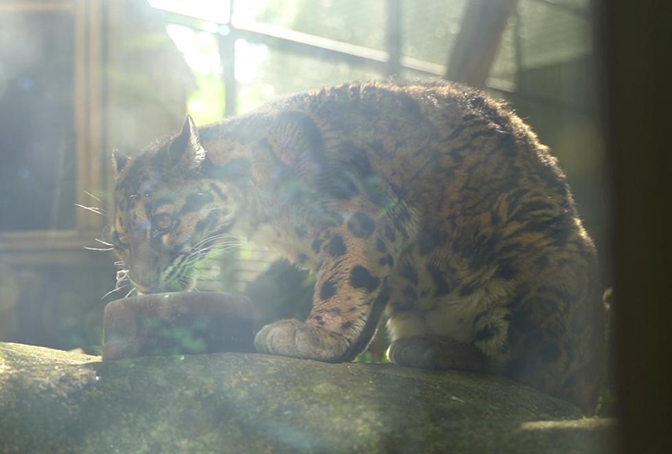 Indiana Zoo Mourns Loss of 18-Year-Old Clouded Leopard Named Miri