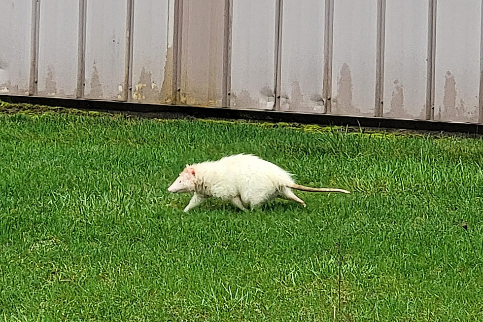 Ghost White Possum Spotted in Indiana