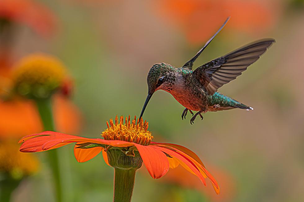 Hummingbirds Are Migrating and Here’s How to Report Your IN & KY Sightings