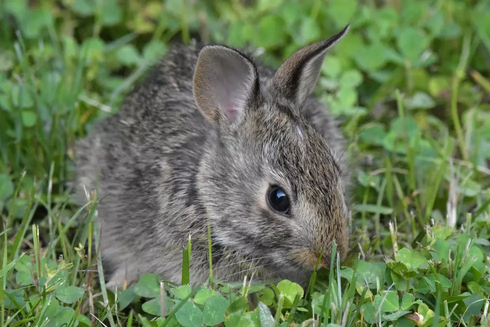 Indiana DNR: Nature Knows Best Don’t Mess With Baby Bunnies