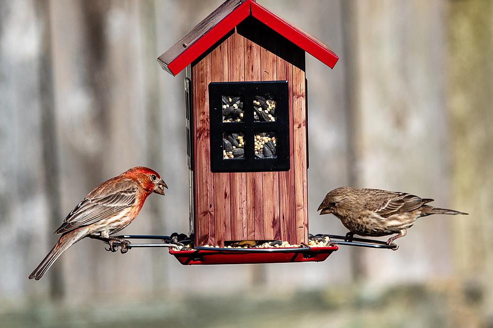 If You Have a Bird Feeder in Indiana, Cleaning Your Feeder can Help Cut Down on Bird Flu Cases