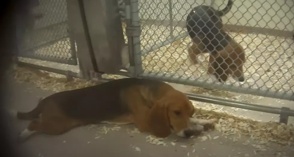 Animal Rescuers Call for Release of Puppies Used for Testing at Southern Indiana Laboratory