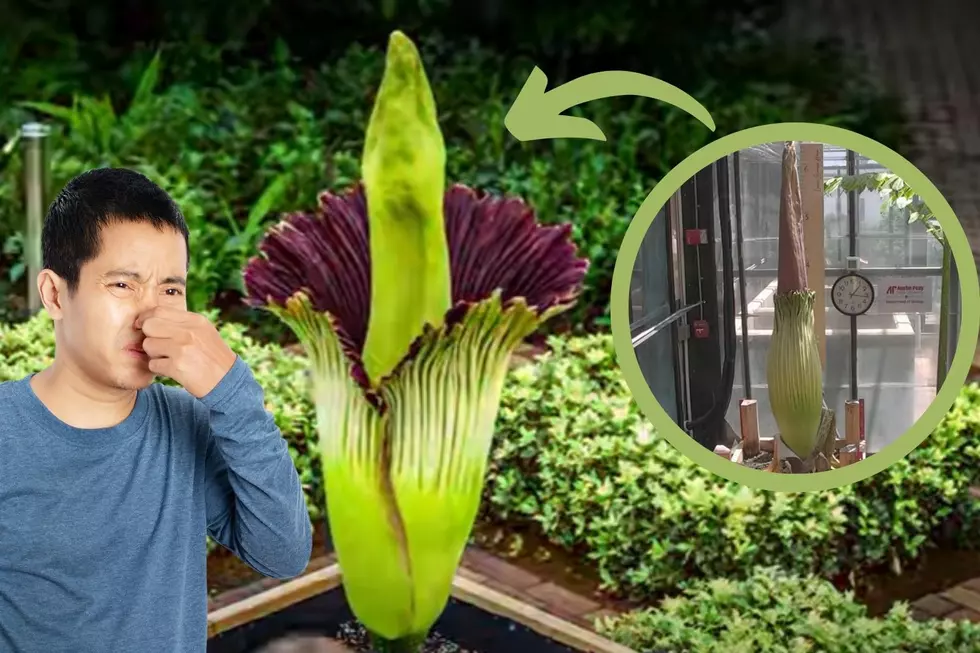 What&#8217;s that Smell?  Tennessee Corpse Flower is About to Bloom After Almost a Decade Wait