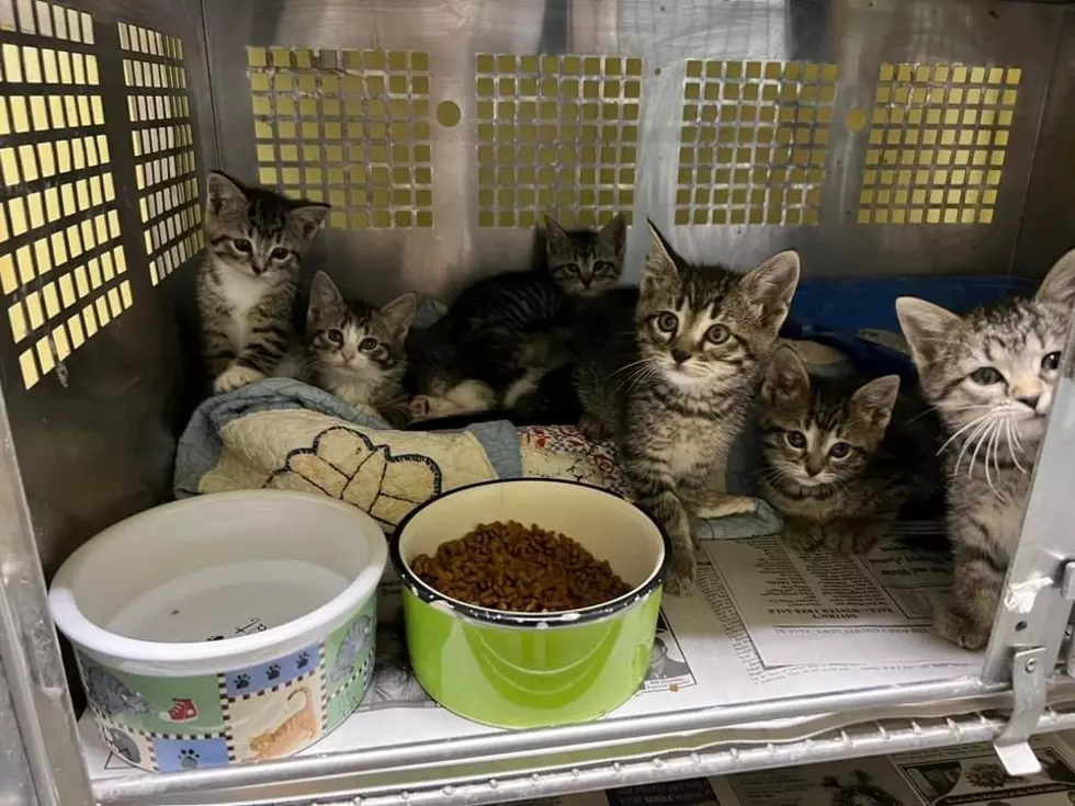 Posey Humane Society In Dire Need of Fosters + Supplies