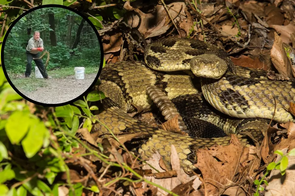 Indiana Park Ranger Wrangles a Rattlesnake in Brown County