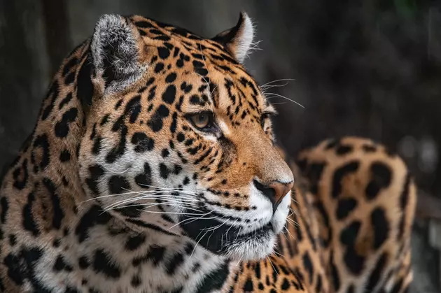 Indiana Zoo Mourns Loss of Longtime Resident Jaguar Cuxtal