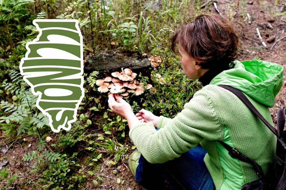 So. IL Festival Will Have You Foraging for Fungi in The Forest