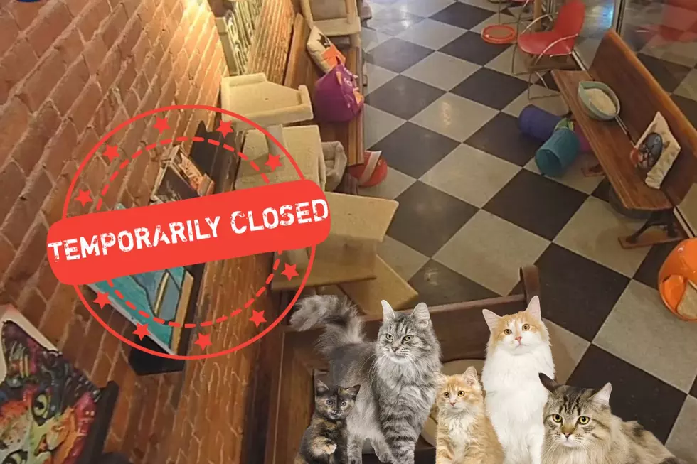 Feline Illness Temporarily Closes River Kitty Cat Lounge