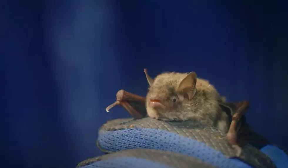 Did You Know Indiana is the Only State With a Bat Named After it?