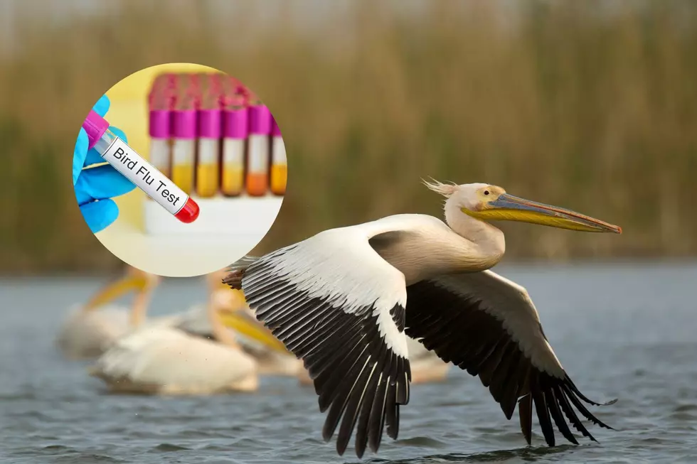 Southern Illinois Pelican Tests Positive for Avian Flu Prompts Indiana Zoo to Take Precautions
