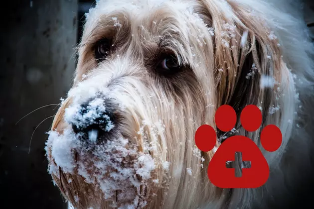 Here&#8217;s What to Do If You Find an Animal Experiencing Hypothermia