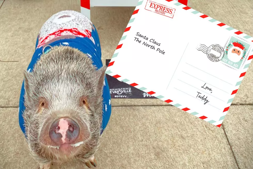 Indiana Rescue Pig's Letter to Santa Will Melt Your Heart