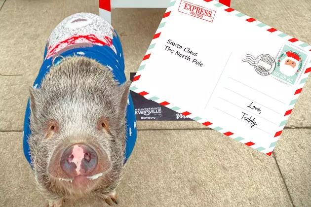 Indiana Rescue Pig&#8217;s Letter to Santa Will Melt Even the Grinchiest Heart