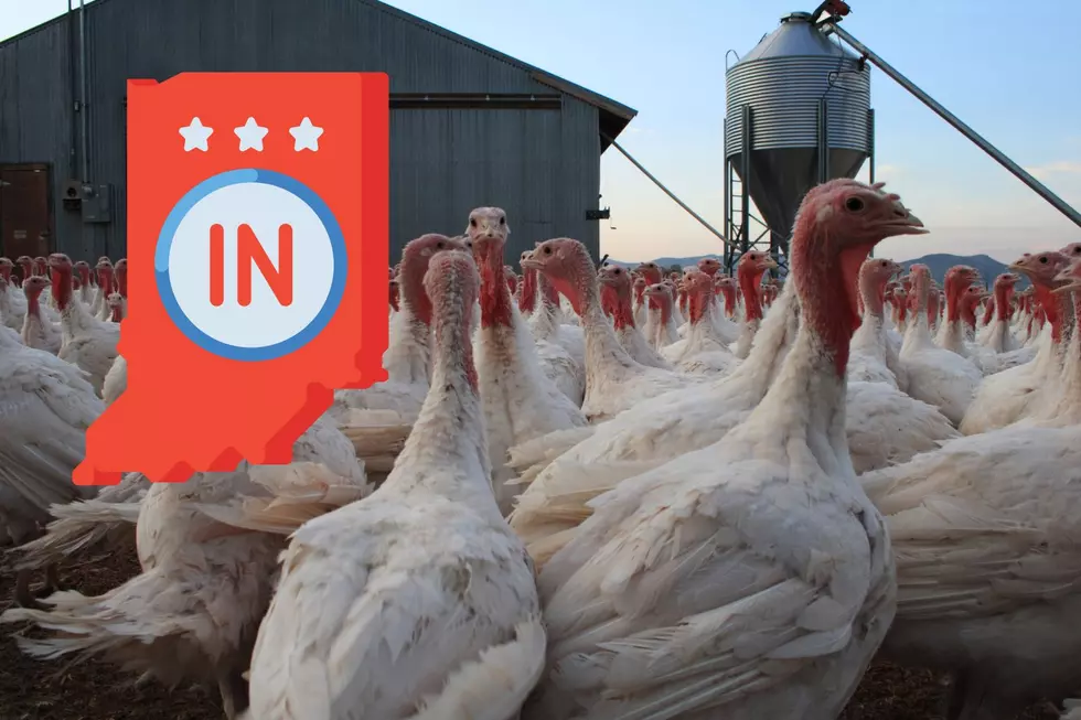 Over 38,000 Birds Killed at Indiana Farms Due to Avian Flu