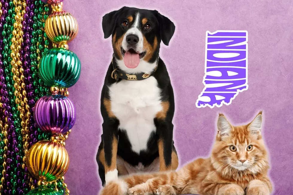 Indiana Bar's Annual Mardi Gras Tradition Helps Homeless Animals