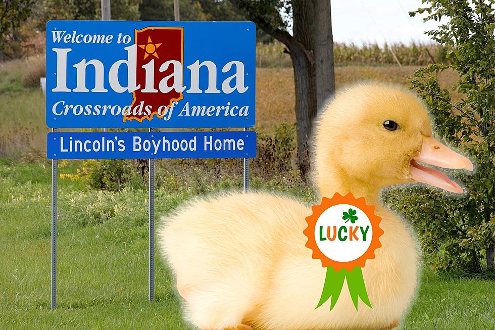 Indiana Small Animal Rescue Needs a Little Extra Help for One Lucky Ducky