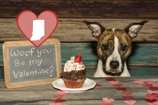 Indiana Rescue Offering &#8220;Doggie Dates&#8221; Valentine&#8217;s Weekend