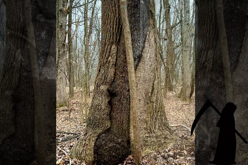 Stunning Images Capture Two Indiana Trees Embraced in a Kiss of Death