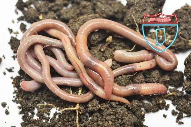 Everything You Need to Know About Invasive Jumping Worms Found in Indiana
