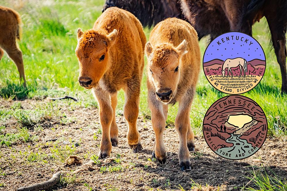 Kentucky & Tennessee Welcome Baby Bison at Land Between the Lakes