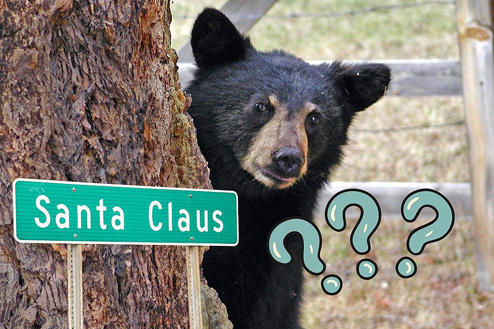 Was a Bear Really Spotted in Near Holiday World in Santa Claus Indiana?