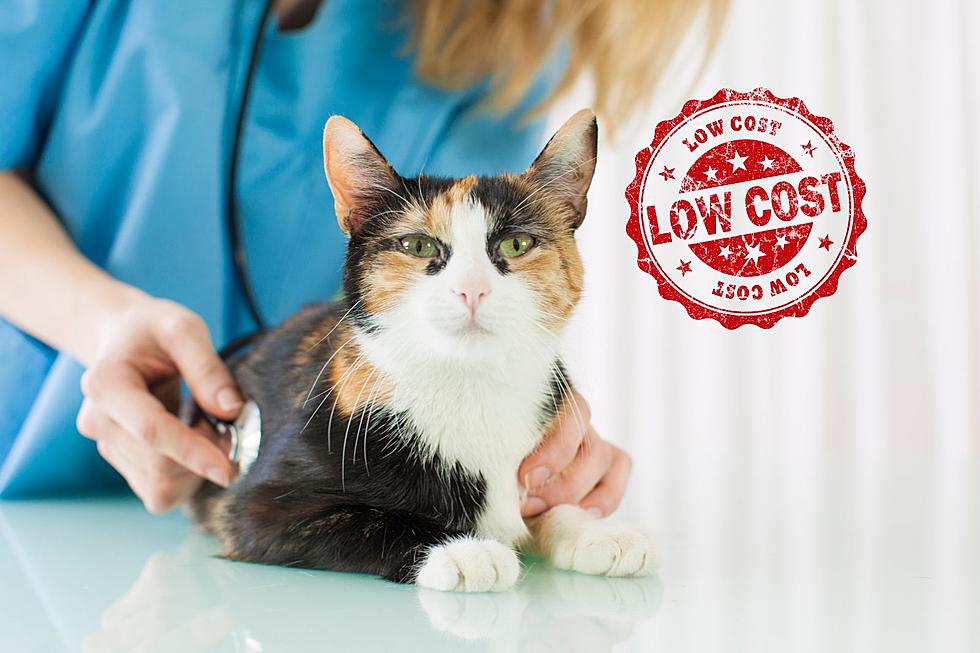 Save on Pet Vaccines: Low-Cost Clinic by Warrick Humane Society