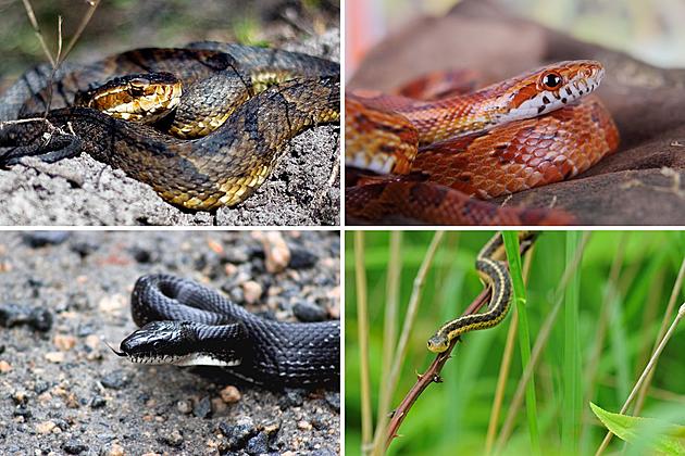 Stay Safe While Exploring Tennessee&#8217;s Great Outdoors: A Guide to Snakes You May Encounter