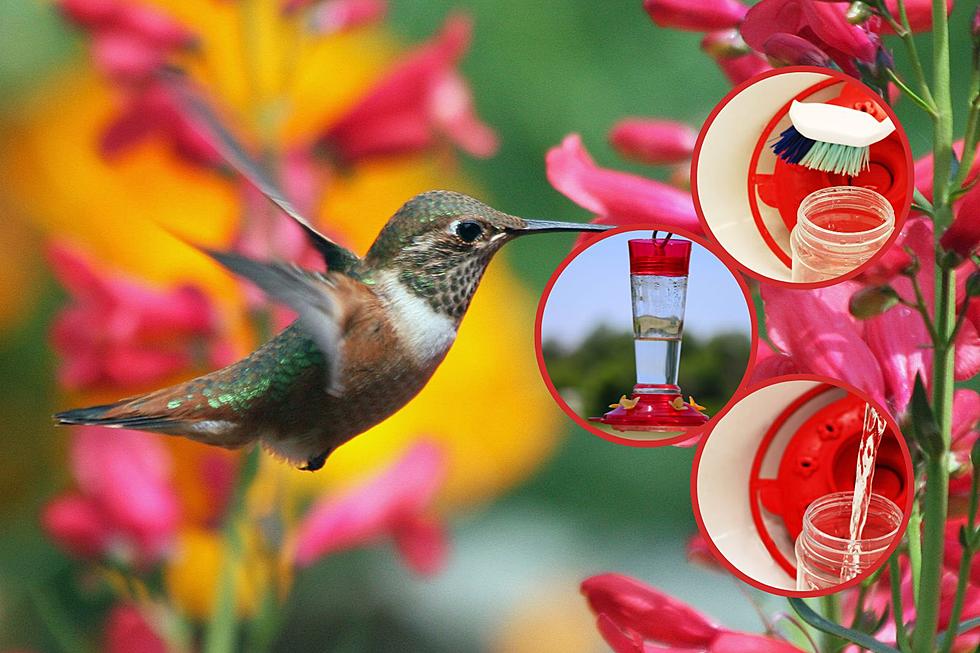 Hummingbirds are Headed to IN & KY: Here’s How to Safely Feed Them