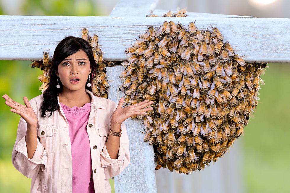 Stay Safe this Spring: What to Do When You Find a Bee Swarm