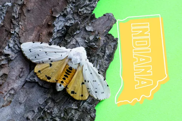 Discovering the Fascinating World of Salt Marsh Moths in Indiana: Habitat, Life Cycle, and Conservation