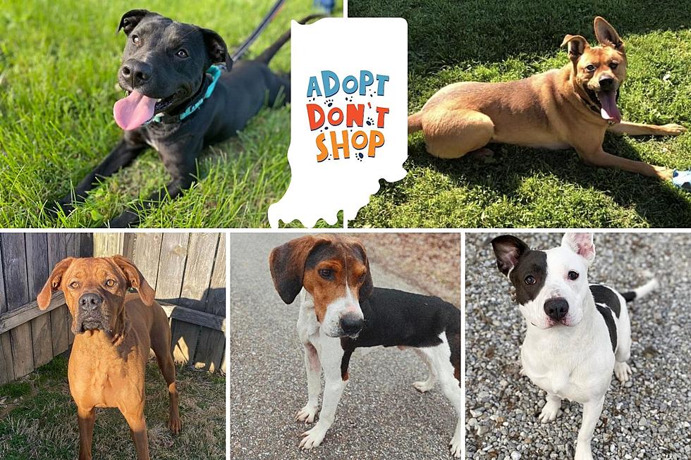 Adopt Amazing Dogs at PC Pound Puppies - Urgent Plea for Adoption