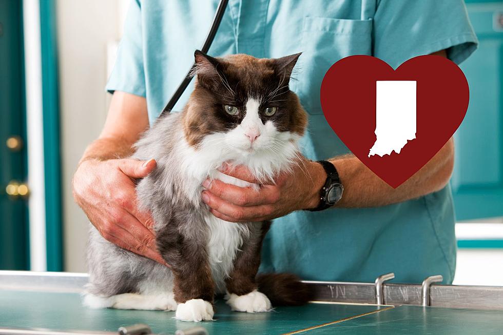 Affordable Feline Spay/Neuter Clinics Arriving Across Indiana